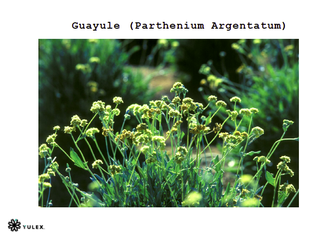 Patagonia's Weed Wetsuit