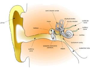 Read more about the article Does Scuba Diving Hurt Your Ears?