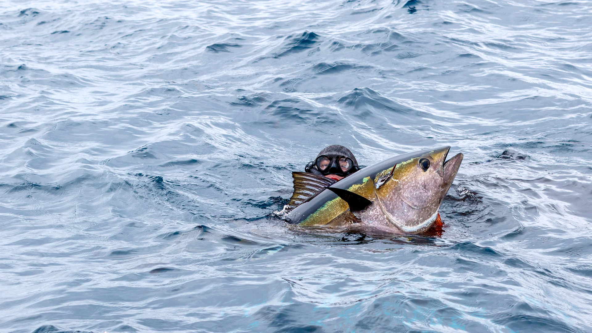 Tuna Spear Fishing